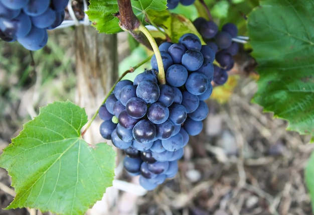 Uvas de vino azul en el jardín de verano.