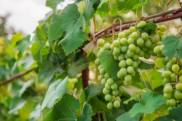 Uvas de vino jóvenes verdes en el viñedo Comenzando a cerrar las uvas que crecen en las vides en un viñedo