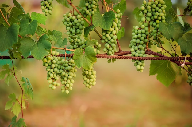 Uvas de vino jóvenes verdes en el viñedo A principios de verano cerrar las uvas que crecen en un viñedo