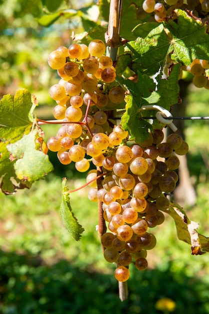 Uvas para vino Jurancon en el suroeste de Francia