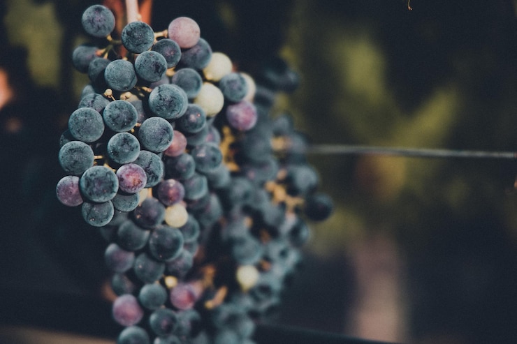Foto uvas de vino listas para la recolección