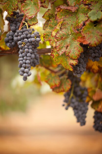 Foto las uvas de vino maduras en la vid