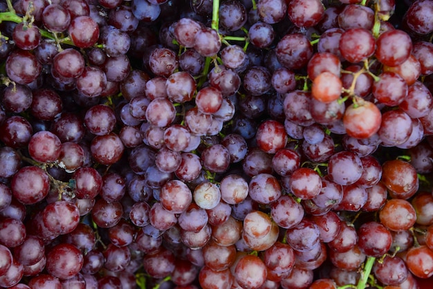 Uvas de vino tinto de plantación de uvas después de la cosecha. Patrón de pomelo saludable, dulce y fresco para el fondo