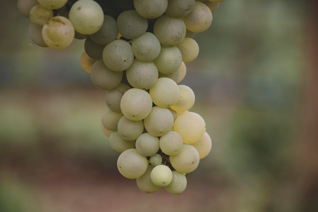 Foto uvas