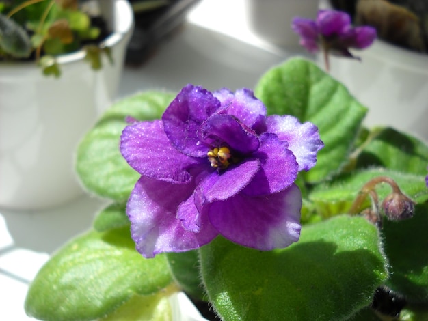 Uzambara violeta o Saintpaulia de color violeta con hojas verdes esponjosas alrededor Hermosa flor de rizo púrpura Numerosas vellosidades delgadas Una planta delicada nativa de África Oriental Primer plano Inicio Floricultura