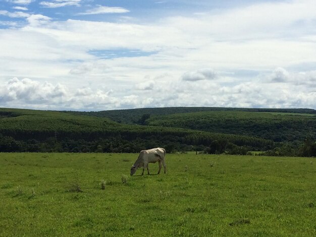 Foto vaca a pastar no campo contra o céu