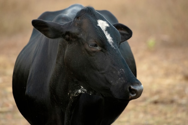 Vaca adulta em fazenda brasileira com foco seletivo