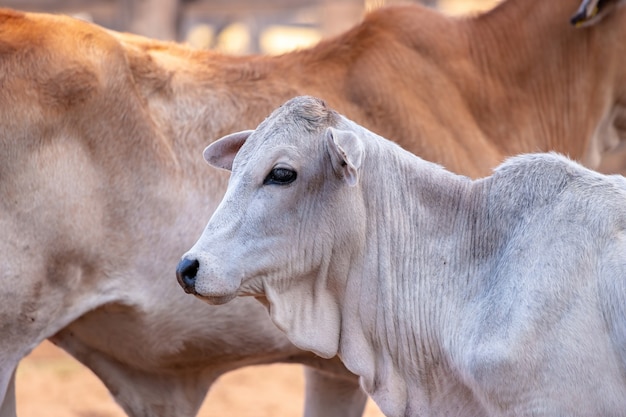 Vaca adulta em fazenda brasileira com foco seletivo