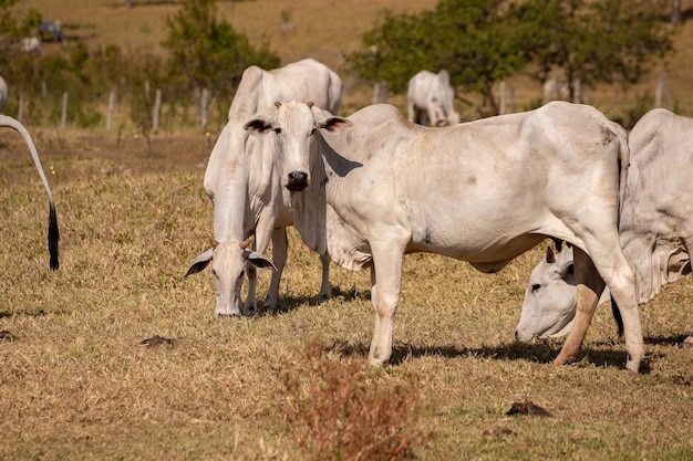 Vaca adulta em fazenda brasileira com foco seletivo