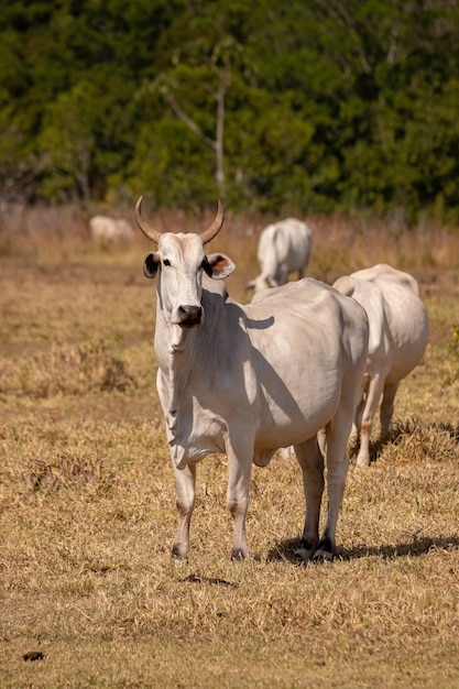 Vaca adulta em fazenda brasileira com foco seletivo