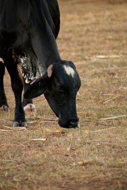 Vaca adulta en una granja brasileña con enfoque selectivo