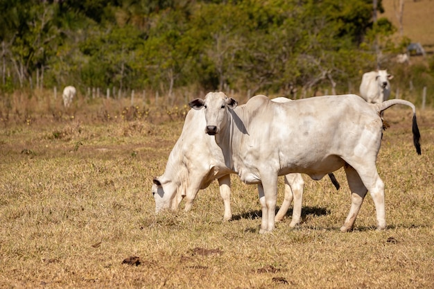Vaca adulta en una granja brasileña con enfoque selectivo