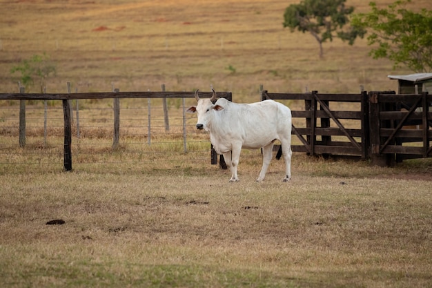 Vaca adulta en una granja brasileña con enfoque selectivo