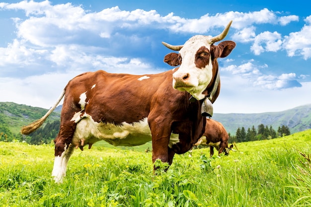 Vaca alpina en un campo