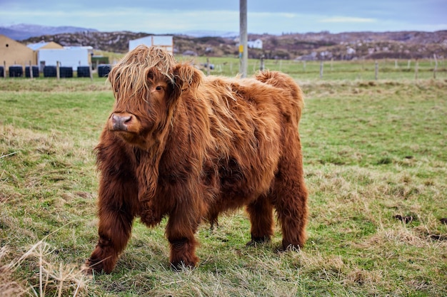 Vaca alpina escocesa de las tierras altas en una granja en Irlanda CoDonegal