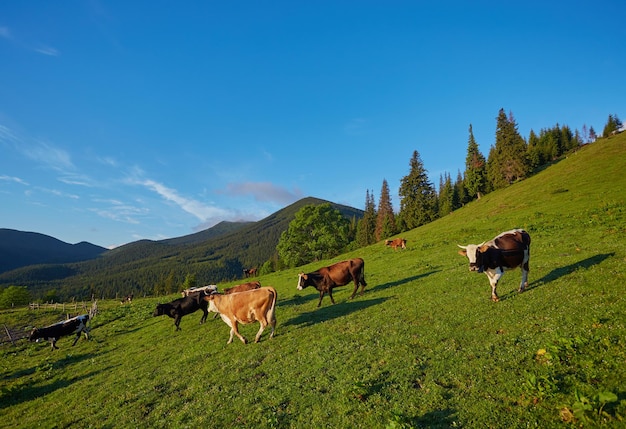 Vaca alpina Las vacas a menudo se mantienen en granjas y pueblos Estos son animales útiles