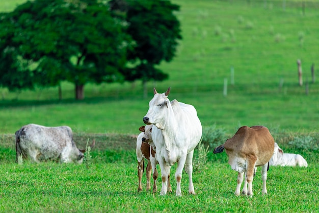 Vaca amamentando bezerro no gramado