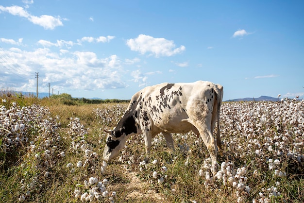 Vaca andando no campo de algodão