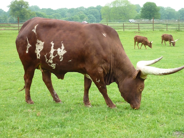 Vaca Ankole marrón pastando en un prado