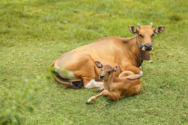 Foto vaca asiática clara tropical com uma criança que descansa o encontro em um prado verde.