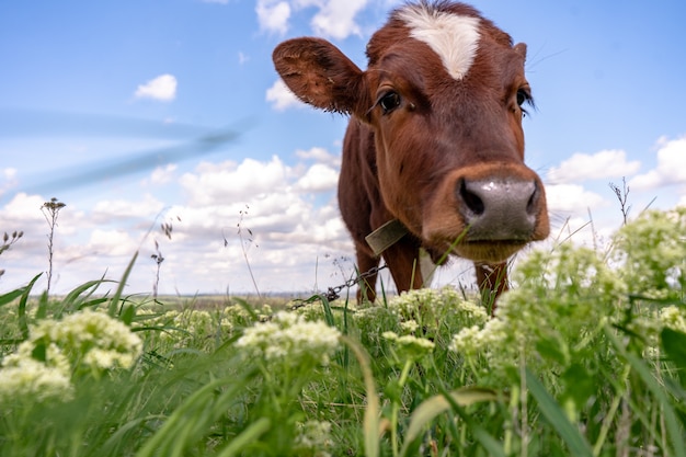 Vaca bebé pastando en un campo con hierba verde y cielo azul, ternero marrón