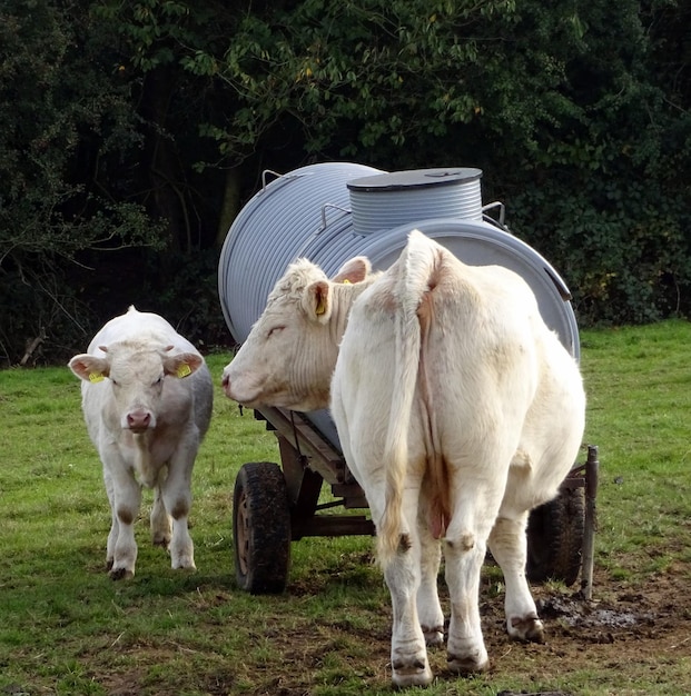 Foto una vaca con un becerro de pie junto al carro en un campo de hierba