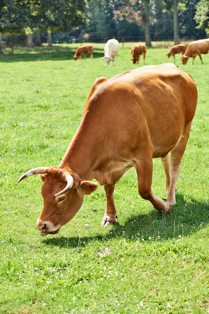 Vaca belga em ambiente tipicamente belga