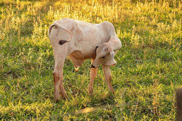 vaca blanca adulta