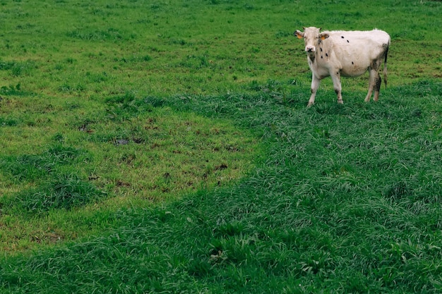 Vaca blanca alimentándose con hierba verde fresca en pastos con hermosos paisajes naturales