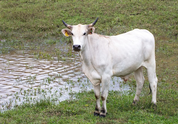 Vaca blanca cerca de un charco de agua en un campo de hierba