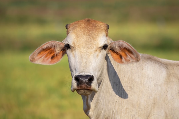 vaca blanca Granja de animales.