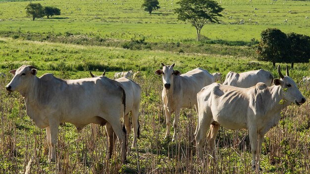 Vaca blanca en una granja. ganadería brasileña.