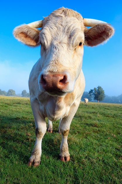 Vaca blanca joven en prado verde