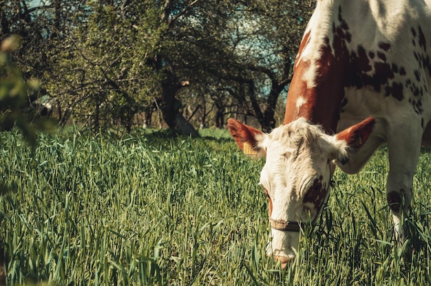 La vaca blanca con manchas marrones pasta en el jardín y come hierba