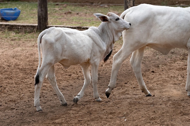 Vaca blanca de menores en el corral de la granja brasileña con enfoque selectivo