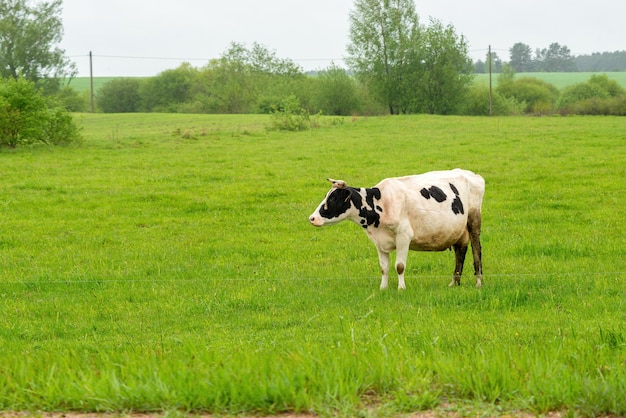 La vaca blanca y negra come hierba en un pasto libre Concepto de producción de leche y carne de cría de ganado