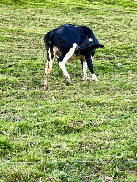 Vaca blanca y negra lamiéndose en el prado verde
