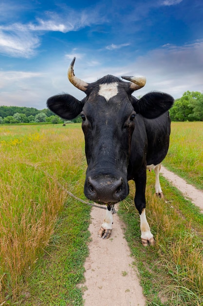 La vaca blanca y negra pasta en un prado agrícola.