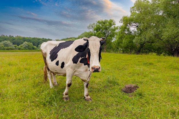 La vaca blanca y negra pasta en un prado agrícola.