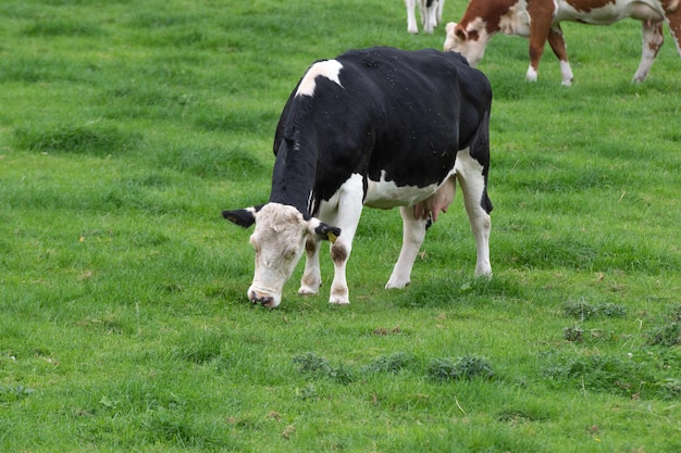 Una vaca blanca y negra pasta en un prado.