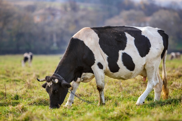 Vaca blanca y negra sana agradable con la ubre grande que pasta en hierba fresca del campo de pasto verde en día soleado brillante en fondo verde borroso de los árboles. Concepto de agricultura y agricultura