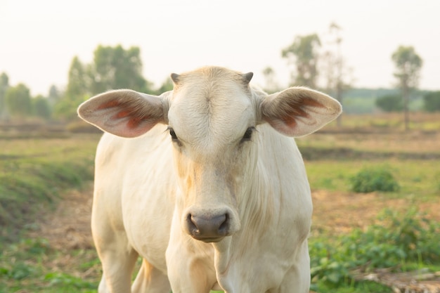 Vaca blanca en pradera