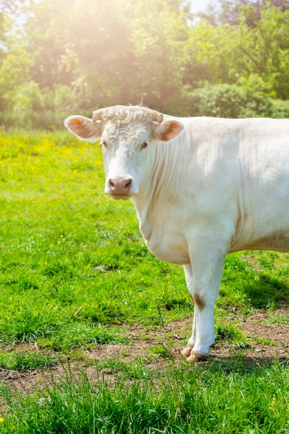 Vaca blanca en el prado verde