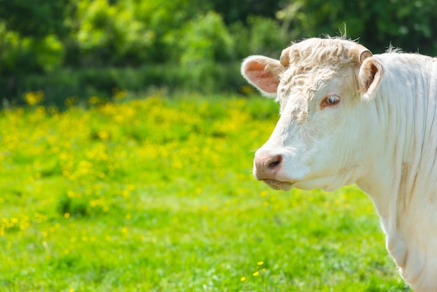 Vaca blanca en el prado verde