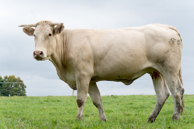 Vaca blanca en un prado