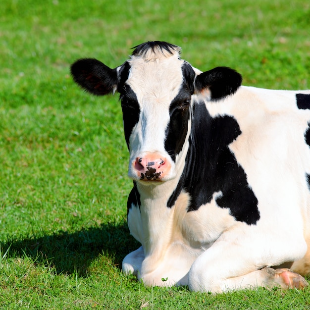 Vaca blanco y negro acostado sobre la hierba