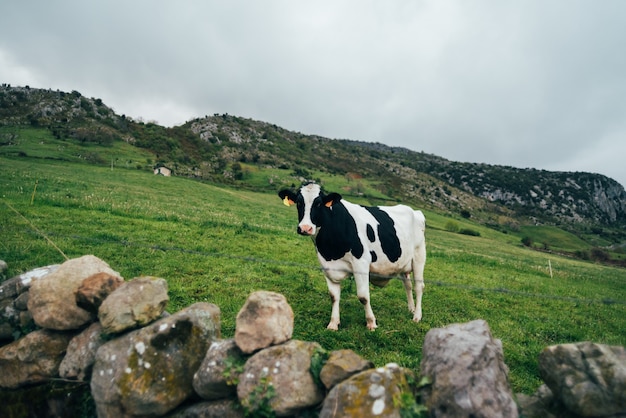 Vaca en blanco y negro de pie en la ladera de la colina cubierta de hierba contra el cielo nublado en la campiña montañosa