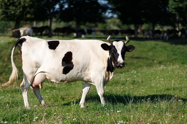 Vaca en blanco y negro en el verano en pasto.