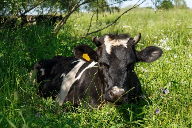 Una vaca en blanco y negro yace en la hierba del pasto