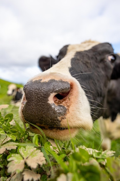 vaca bonita no pasto com grama verde ilhas dos Açores montanhas com gado